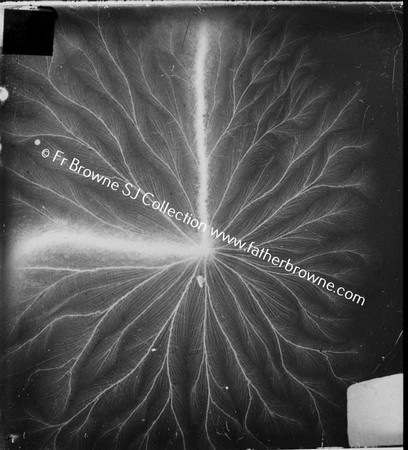 COPY NEG SCIENTIFIC DIAGRAM